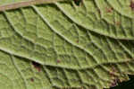 Coastal plain joe pye weed